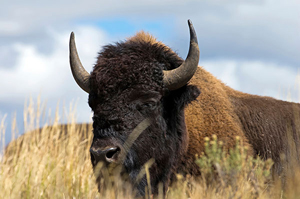 A bison