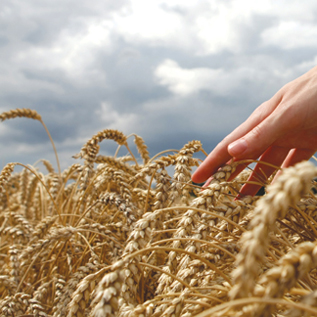 Corporate Dealmaking