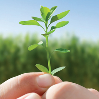 Pro Bono and Community and Sustainability